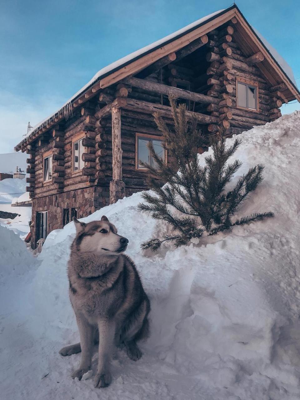 Mountain Cricket Chalets And Apartments גודאורי מראה חיצוני תמונה